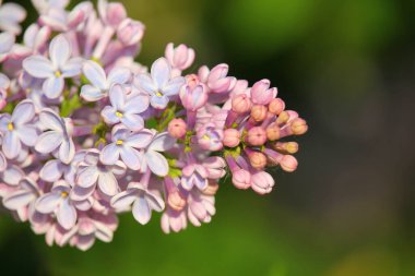 Parktaki mor leylak dalı
