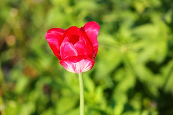 Çiçek açan lale pembe ve beyaz taç yapraklarıyla