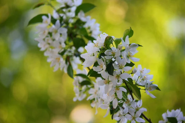 Ramo Uma Árvore Maçã Branca Florescente — Fotografia de Stock