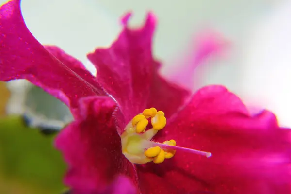 Estames Amarelos Pistilo Violetas Rosa — Fotografia de Stock