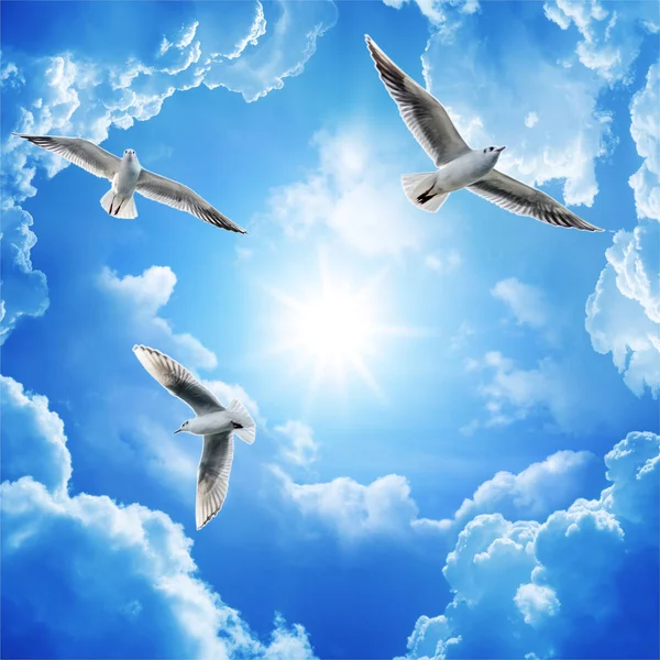 Sea gulls flying in the blue sunny sky over the coast of Baltic Sea