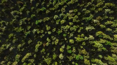 Kuş bakışı görünümü (4K UHD, bilgisayar dijital olarak oluşturulmuş animasyon.)