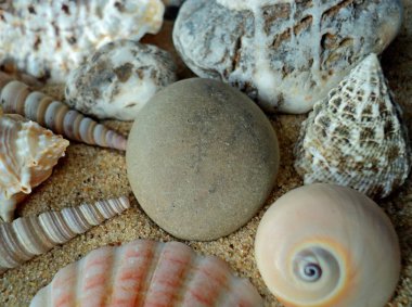 Kabukların üzerinde haç şeklinde doğal bir deseni olan bir taş.