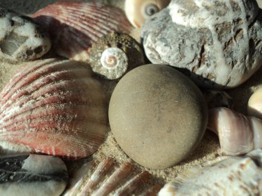 Kabuk ve taşların arka planında çapraz desenli doğal bir taş var. 