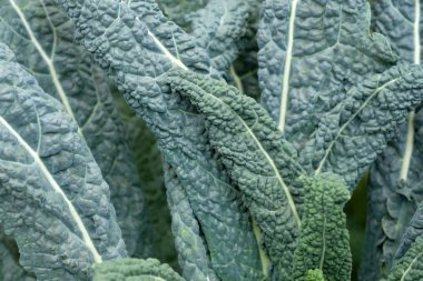 Dışarı çıkmayan çeşitli lahanalar. Yaprakları kenarında dalgalı, yuvarlak şekil, yeşil. Kale yakın arka plan bırakır.