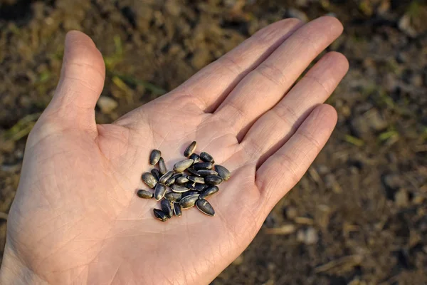 Decorative sunflower seeds on a girl\'s hand. On the open palm are the seeds of flowers. Harvesting seeds in the fall.