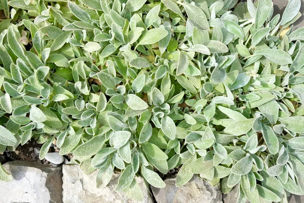 Сріблясті Чагарники Salvia Officinalis Ботанічному Саду Лікарський Мудрець Залишає Вид — стокове фото