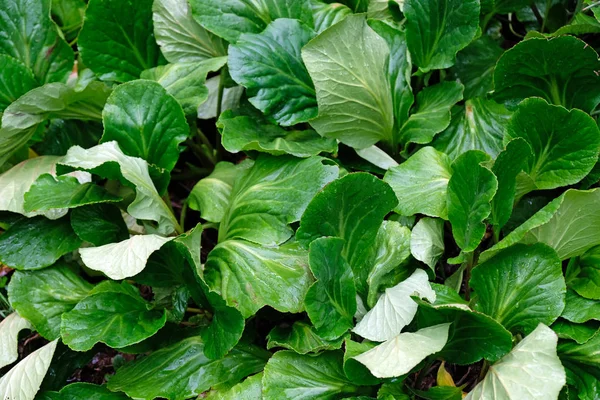 Tatsoi, Brassica Rapa 'da yetişen bir Asya türüdür. Islak yeşil yapraklar yakın plan.