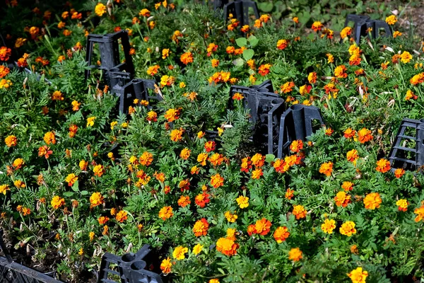 Seedlings of flowers in pots for planting on a flower bed. Chernobrivtsy (Marigolds orange) cultivation in the greenhouse for registration of flower beds in the park.