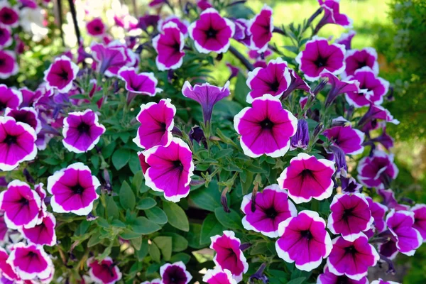 Pétunias Pikoti Rose Foncé Avec Une Bordure Blanche Autour Bord — Photo