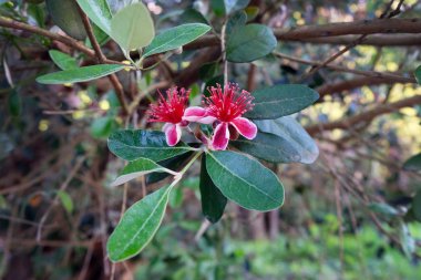 Kırmızı çiçek, mersin otunu yakından eker. Yeşil yapraklı bir dalda pembe bir mersin çiçeği açtı. Bahar ayında Batumi 'de botanik bahçesi.