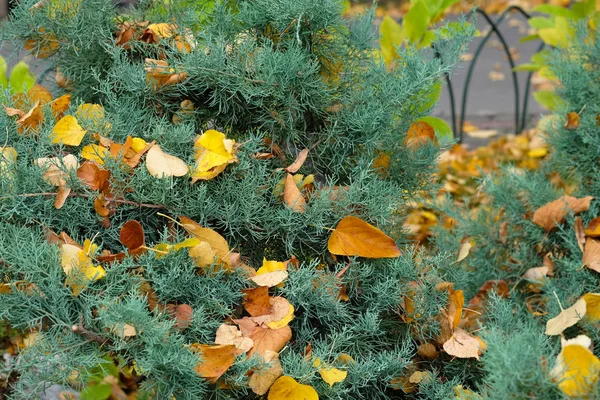 Zielony Krzak Juniper Jesiennym Parku Zbliżenie Żółte Jesienne Liście Pokrywały — Zdjęcie stockowe