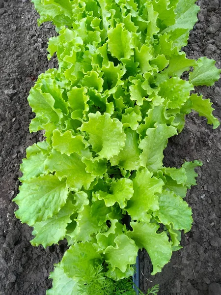 Lettuce Leaves Bushes Grow Ground Top View Growing Lettuce Country — Stock Photo, Image