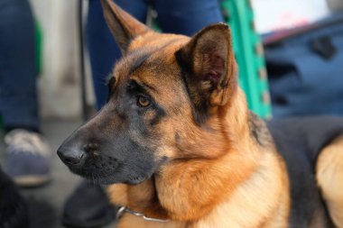 Büyük bir Alman çoban köpeğinin kafası. Koruma için safkan köpek. Alman çoban köpeği şaşırmış görünüyor.
