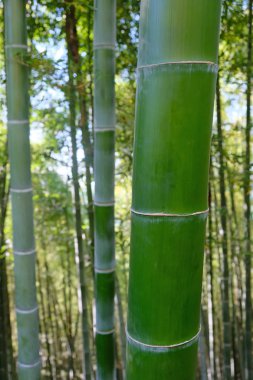Yeşil bambu fıçısını yakından çek. Yandan bambu koruluğu görünüyor. Batumi 'deki botanik bahçesi bitkileri.