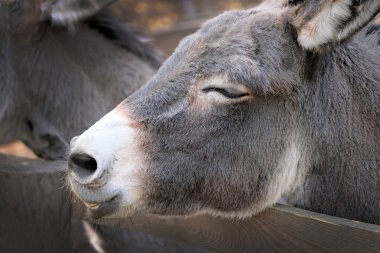Gri bir eşeğin başı. Yaklaş. Eşeğin gözleri kapalıyken kafasını kuşhanenin çitlerine koydu. Hayvanat bahçesindeki mutlu hayvanlar.