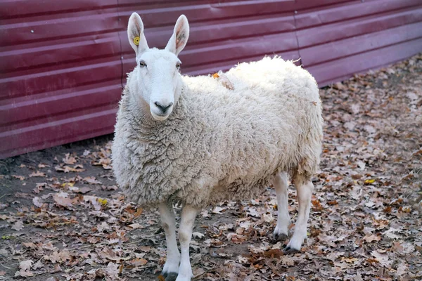 Vita Får Bakgrund Röd Metall Staket Och Höst Gula Blad — Stockfoto