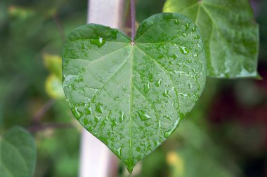 Kalp şeklinde yeşil ihtişamlı bir yaprak. Yağmurdan sonra ıslak yaprak sabah zaferi. Ipomoea 'nın kıvırcık bitkileri pipoda.