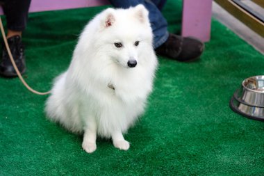 Samoyed köpeği, uzun beyaz saçlı. Köpek yeşil halıda sessizce oturuyor, sabırsızlıkla bekliyor. Sahibinin yanında tasmalı beyaz bir köpek oturuyor..