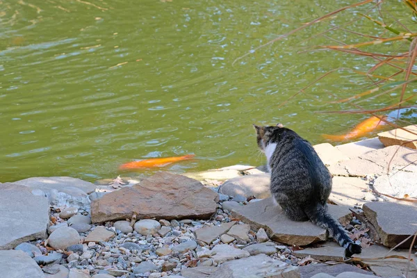 Kočka Sedí Kamenných Deskách Poblíž Rybníka Zlatá Ryba Plave Rybníku — Stock fotografie