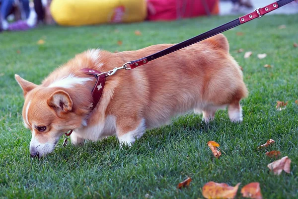 Safkan köpek, Galli Corgi Pembroke yakın plan. Yeşil çimlerin üzerinde kısa bacaklı, kızıl saçlı bir köpek. Galli Corgi Cardigan tasmayı çeker ve çimlerin kokusunu alır..