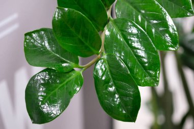 Büyük yeşil yaprakları olan ev çiçeğinin bir dalı. Zanzibar Mücevheri beyaz bir duvar arka planına yerleştirilmiş. Kalın yeşil yapraklı zamioculcas.
