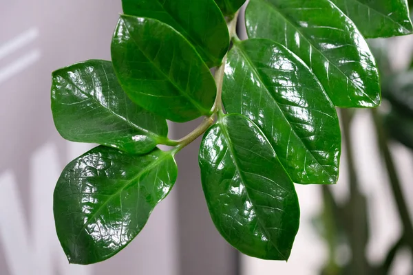 Büyük yeşil yaprakları olan ev çiçeğinin bir dalı. Zanzibar Mücevheri beyaz bir duvar arka planına yerleştirilmiş. Kalın yeşil yapraklı zamioculcas.