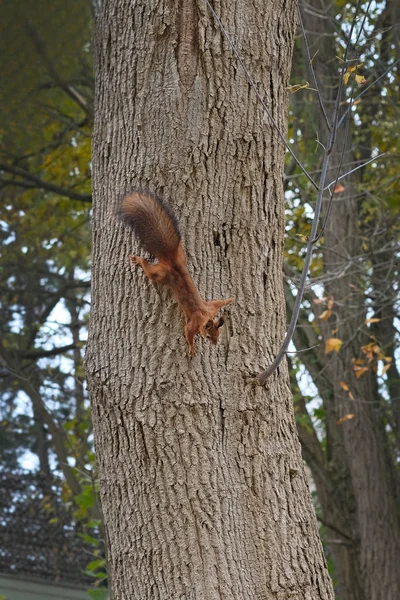 Esquilo Vermelho Corre Por Tronco Árvore Esquilo Com Rabo Fofo — Fotografia de Stock