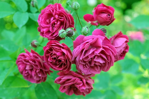 Roses Rose Foncé Sur Fond Vert Buisson Roses Luxuriantes Dans — Photo