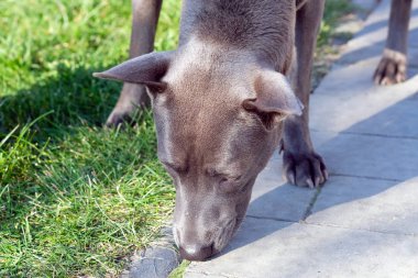 Gri bir Thai Ridgeback 'in yüzü. Köpek çimenleri kokluyor. Thai Ridgeback şehir parkında yürüyüşe çıktı..
