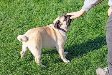 Yeşil çimlerin üzerinde köpek yavrusu. Bir çocuk köpeğinin kafasını okşuyor. Evcil hayvanlar yürüyüş yapıyor..