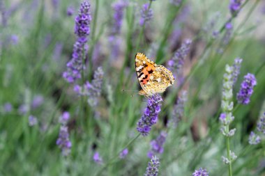 painted lady on lavender flower, closeup. Lavender flowers on a background of plants in the park. Butterfly closeup.