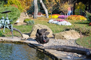 Siyah kuğular göletin yanında durur ve kanatlarını kaşırlar. Küçük bir göleti ve kuğuları olan şehir parkı..
