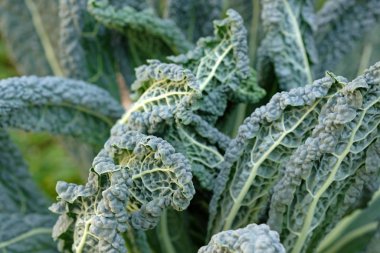 Evde yetişen organik Kale 'Nero di Toscana' (Brassica oleracea 'Acephala') Bahçede güzel süslemeli lahana