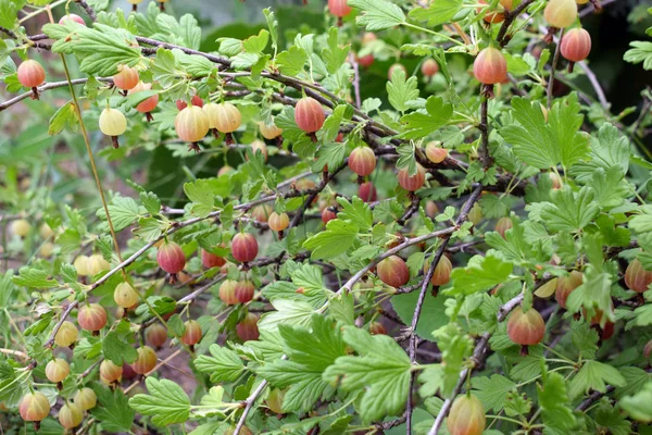与浆果特写的山莓灌木 树枝上有成熟的醋栗 — 图库照片