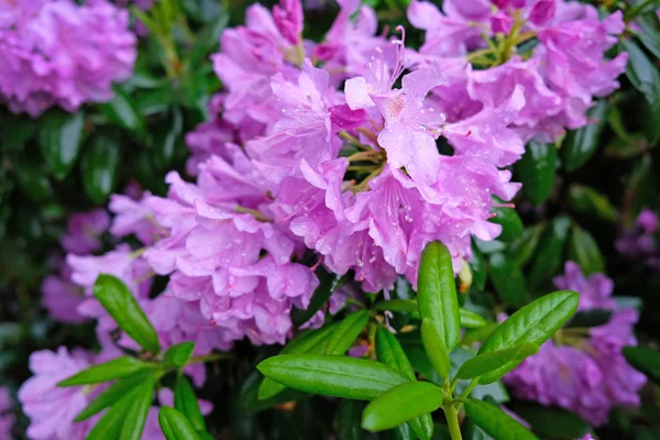Большой Куст Цветущий Рододендрон Ботаническом Саду Много Розовых Цветов Рододендрон — стоковое фото