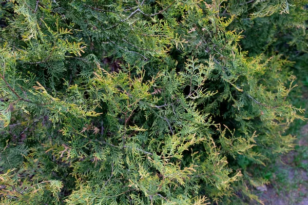 Κοντινό Πλάνο Των Πράσινων Κλαδιών Cypress Πράσινο Φόντο Από Κλαδιά — Φωτογραφία Αρχείου