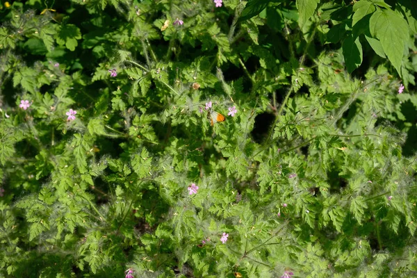 公園のポプラの綿毛で覆われた草 ポプラの綿毛への開花期 — ストック写真