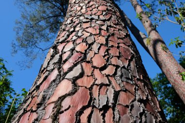 Aşağıdan deniz Pinetrunk manzarası. Batum 'daki Botanik Bahçesi' ndeki Büyük Pinus iğne ağacı..