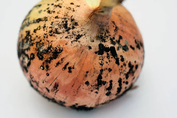 siyah küf soğanı. Üstünde altın kabuk ve küf olan soğan kafa. Sebzelerde mantar hastalığı.