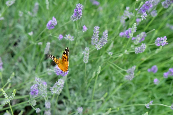 painted lady on lavender flower, closeup. Lavender flowers on a background of plants in the park. Butterfly closeup.