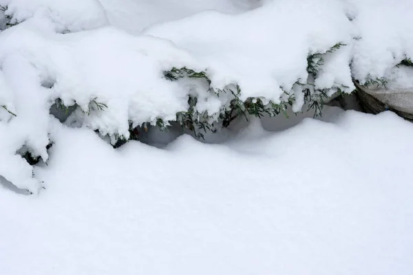 Juniper Branches Covered White Snow First Snow Park Juniper Bush — Stock Photo, Image