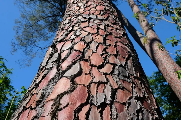 Aşağıdan deniz Pinetrunk manzarası. Batum 'daki Botanik Bahçesi' ndeki Büyük Pinus iğne ağacı..