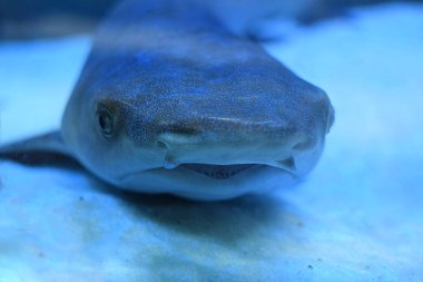 Kumdaki akvaryumda küçük bir köpekbalığı, yakın plan.. 