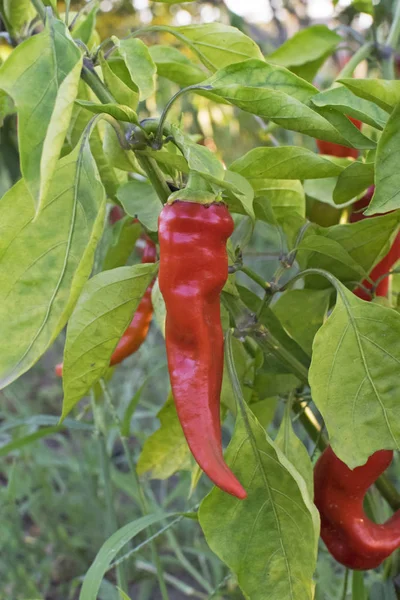 bush of bitter red pepper in the garden. harvesting, growing of garden crops, the use of red pepper