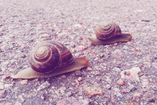 Twee Slakken Kruipen Langs Weg Wedstrijden Snelheid Concept Stemming Vrienden — Stockfoto