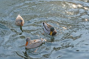 Üç ördek gölette yüzüyor. Şehir parkında bir gölde vahşi ördekler yüzer..