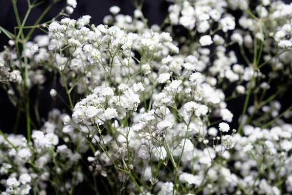 Selective Focus White Gypsophila Flowers Twigs Gypsophila Black Background — ストック写真