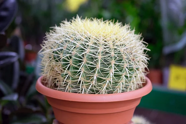Echinocactus Con Tallo Esférico Cactus Grande Con Agujas Amarillas Una — Foto de Stock