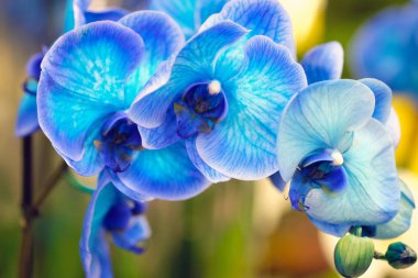 Mavi çiçekler yakın plan. Orkide Phalaenopsis, Orkide familyasından bir bitki cinsidir. Mavi orkide çiçeğinin çiçek açan dalı